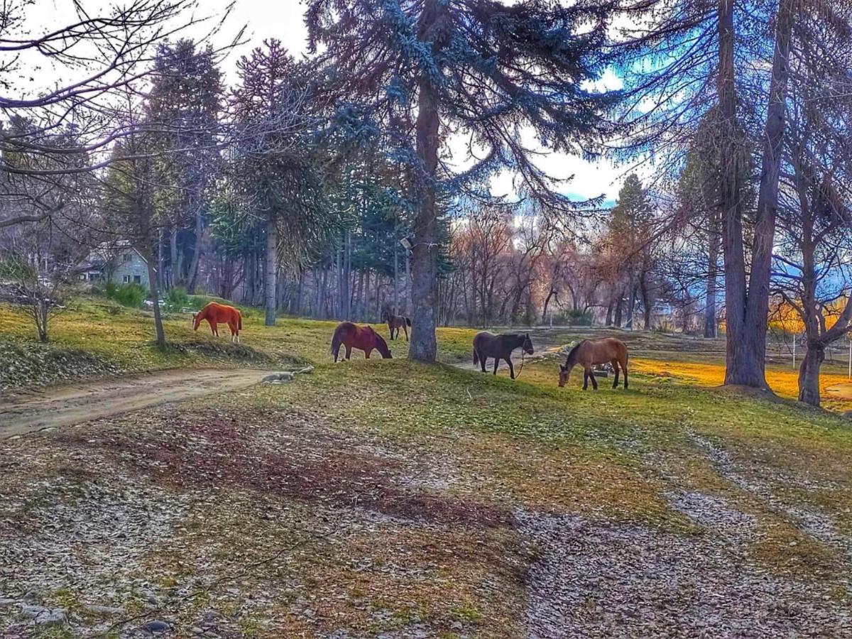 Del ñireco San Carlos de Bariloche
